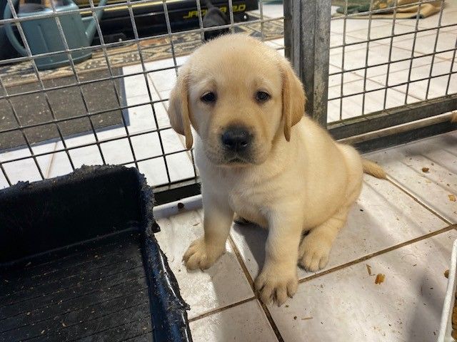 De L'Etang De La Vallée - Chiot disponible  - Labrador Retriever