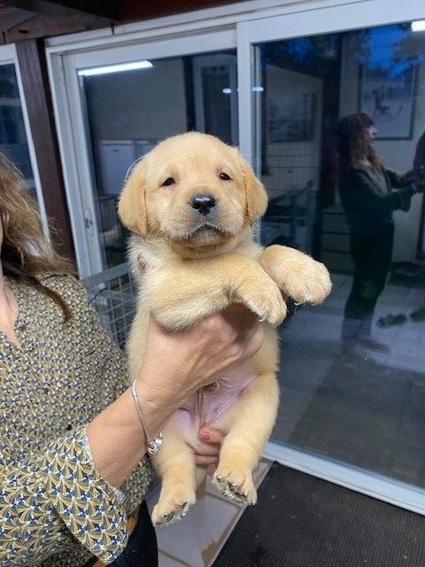 De L'Etang De La Vallée - Chiot disponible  - Labrador Retriever