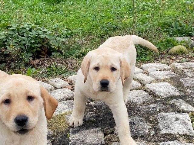 De L'Etang De La Vallée - Chiot disponible  - Labrador Retriever