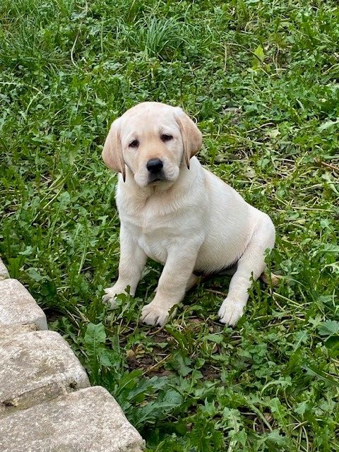 De L'Etang De La Vallée - Chiot disponible  - Labrador Retriever