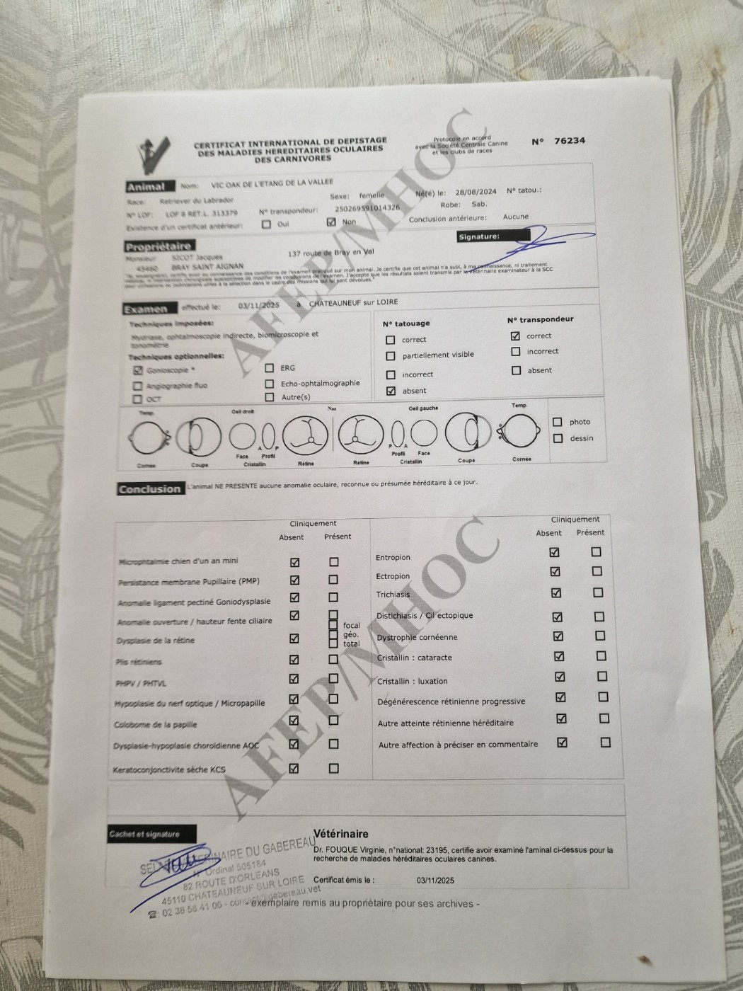 Recherche tares oculaires VIC-OAK DE L ETANG DE LA VALLEE