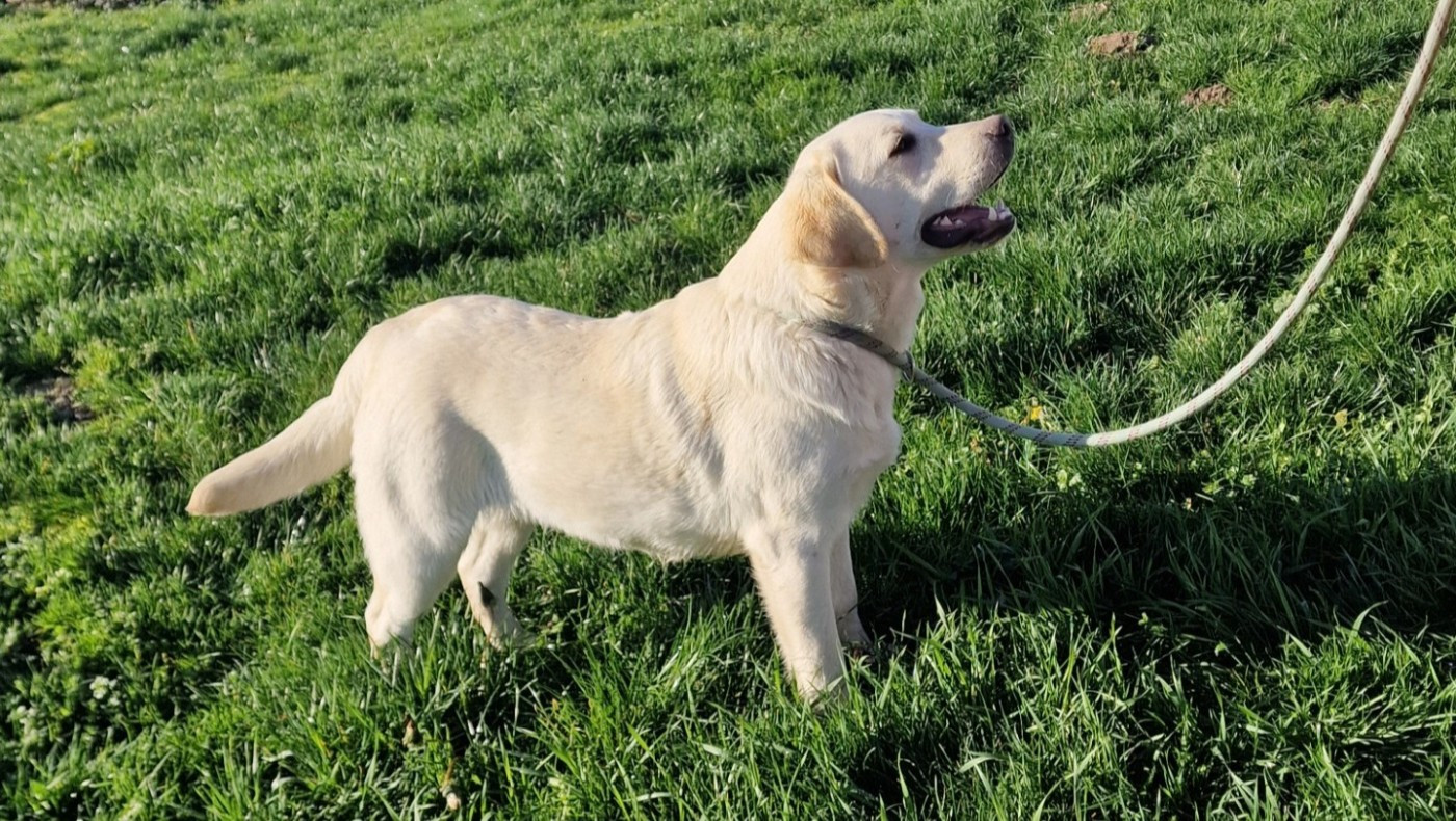 NANTES 14 DECEMBRE (spéciale de Race)