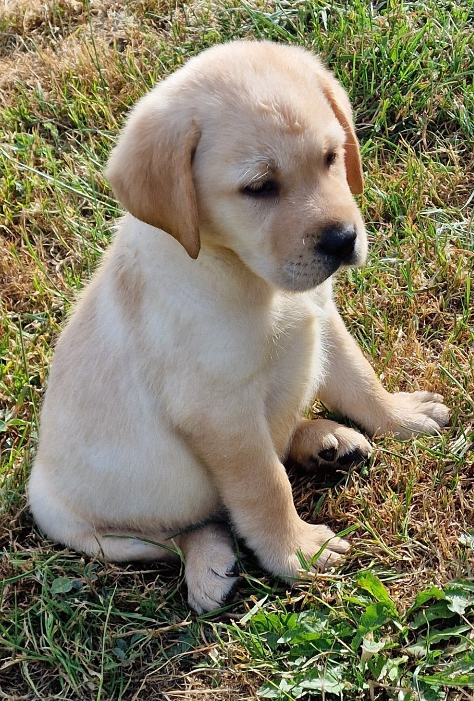 De L'Etang De La Vallée - Chiots disponibles - Labrador Retriever