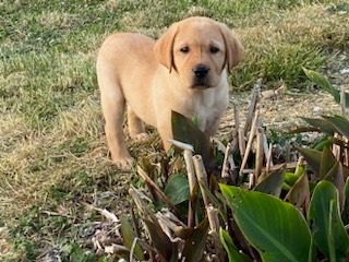 De L'Etang De La Vallée - Chiots disponibles - Labrador Retriever