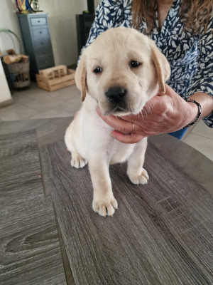 CHIOT 1