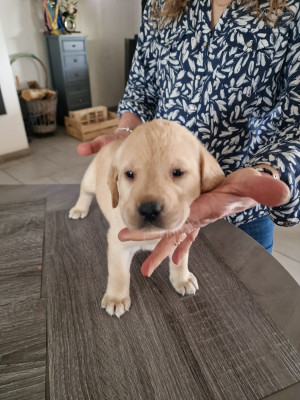 CHIOT 2