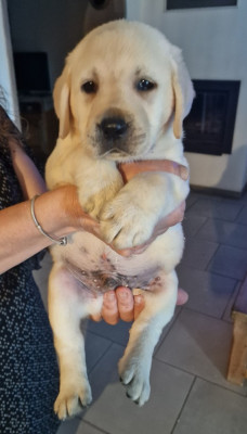 CHIOT 6