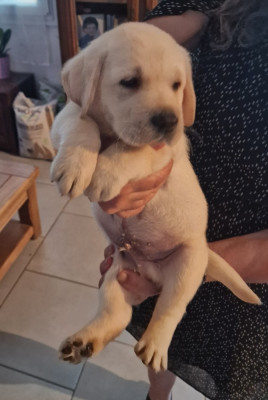 CHIOT 7