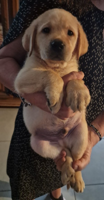 CHIOT 8