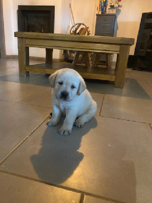 CHIOT 1