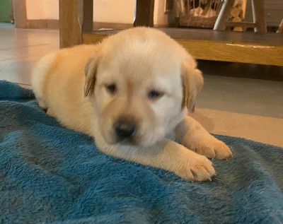 CHIOT 2