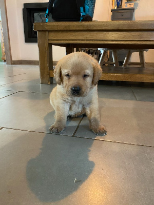 CHIOT 3