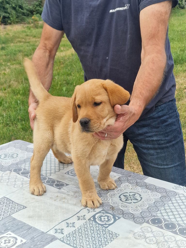 De L'Etang De La Vallée - Chiots disponibles - Labrador Retriever